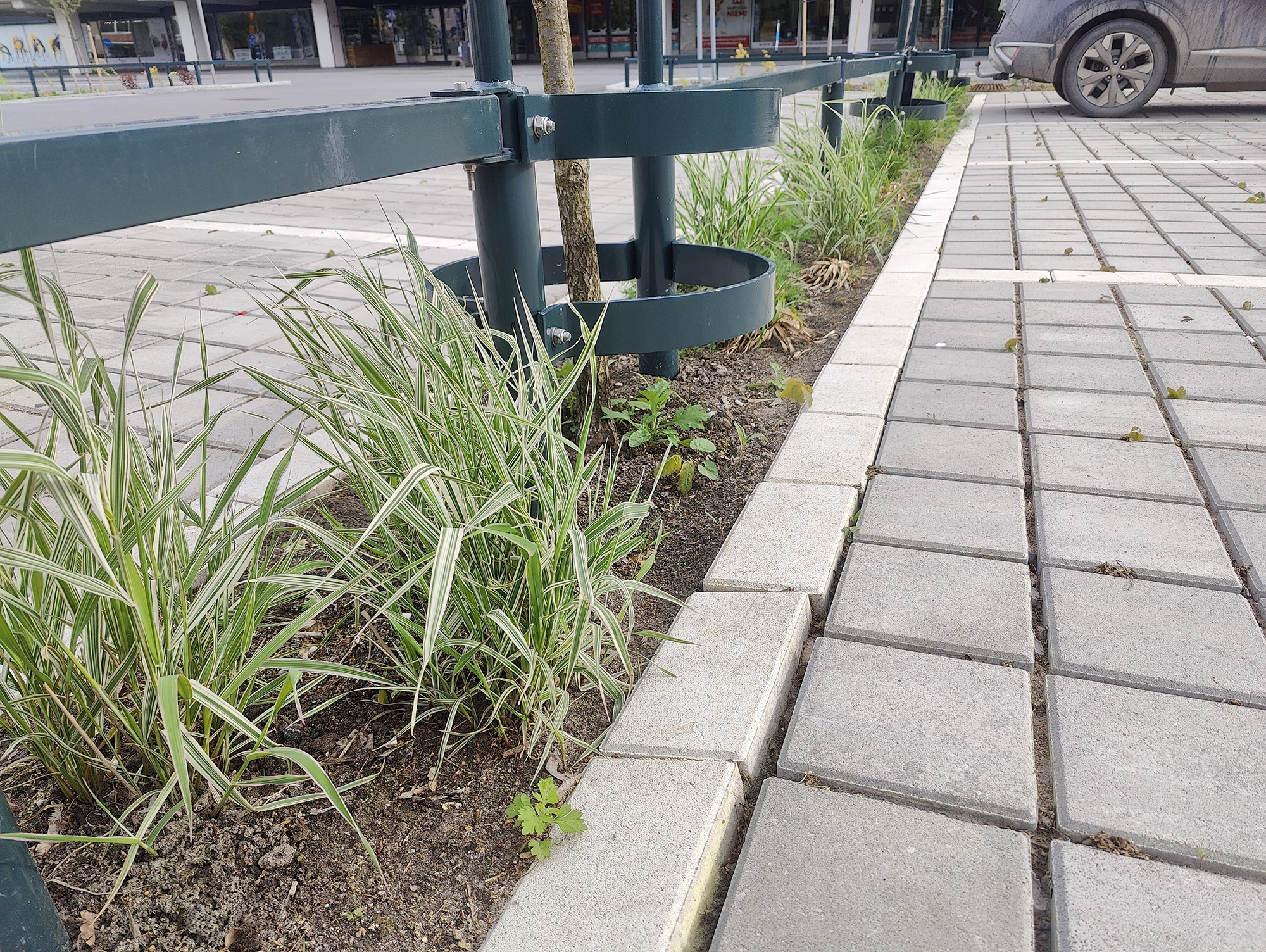 Close-up of a landscaped sidewalk edge with ornamental grasses, young trees supported by metal guards, and paving stones.