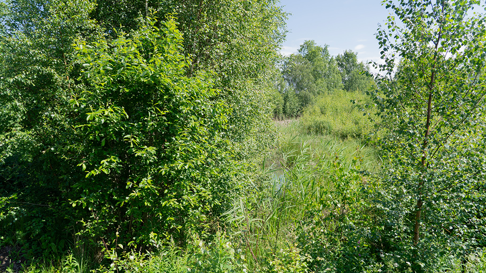 Dense green vegetation surrounding a narrow stream or drainage channel, with tall grasses and shrubs filling the area.
