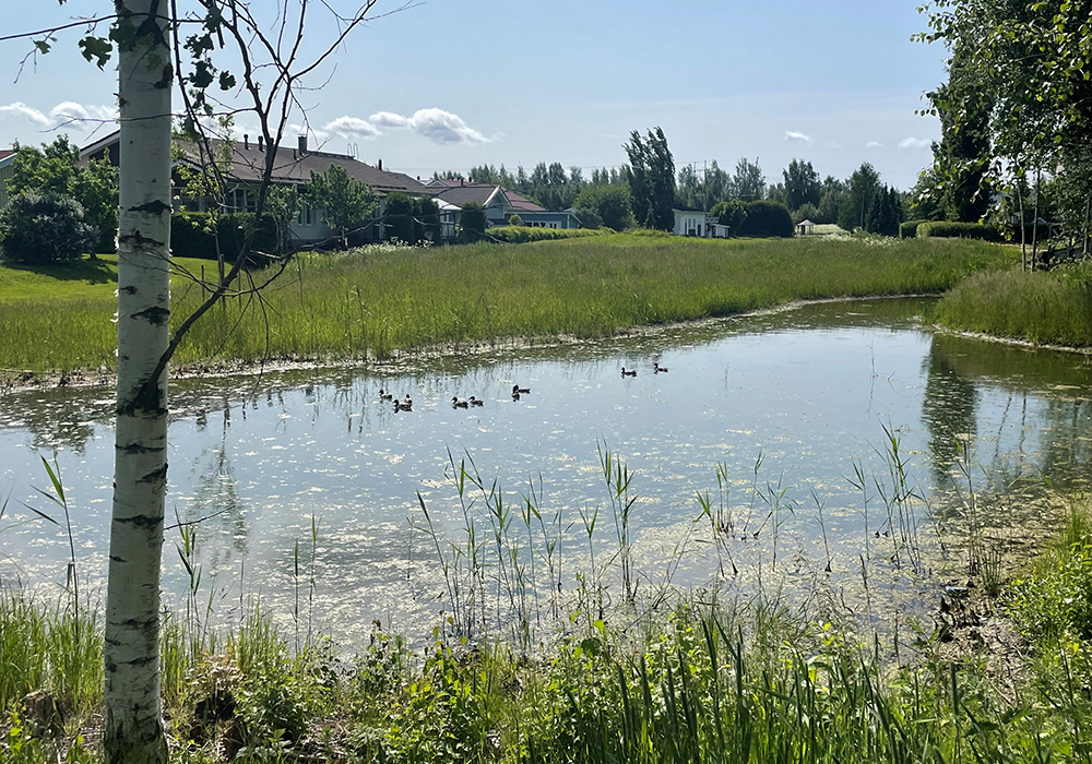 Small pond with ducks swimming, surrounded by grass and reeds, with detached houses and trees in the background.