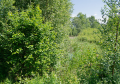 Dense green vegetation surrounding a narrow stream or drainage channel, with tall grasses and shrubs filling the area.