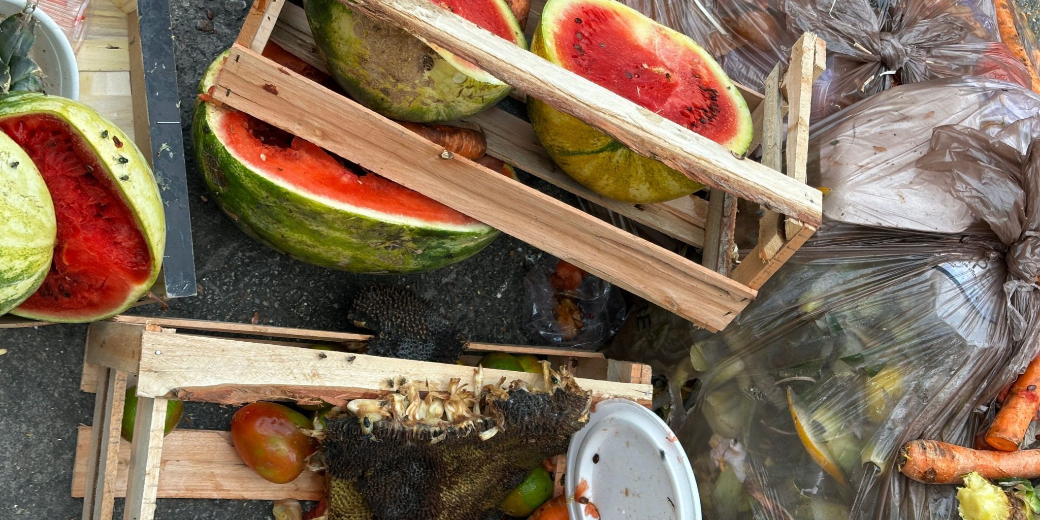 Kuvituskuva jossa biojätettä.